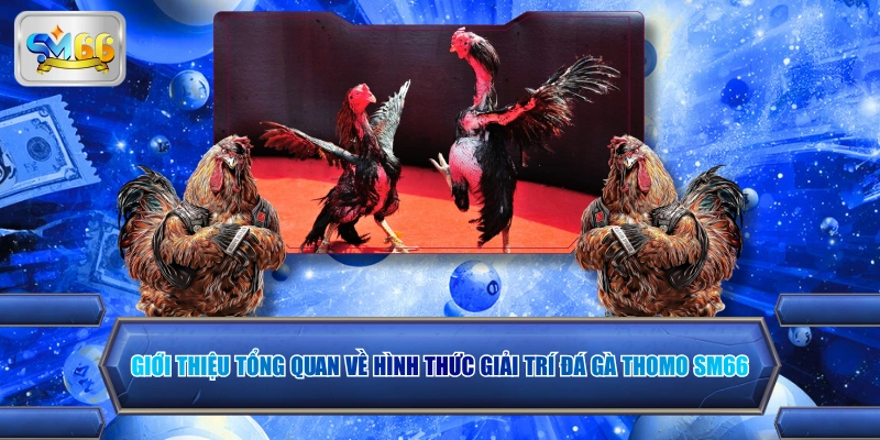 Giới thiệu tổng quan về hình thức giải trí đá gà Thomo SM66